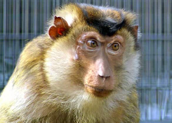 動物図鑑・ミナミブタオザル